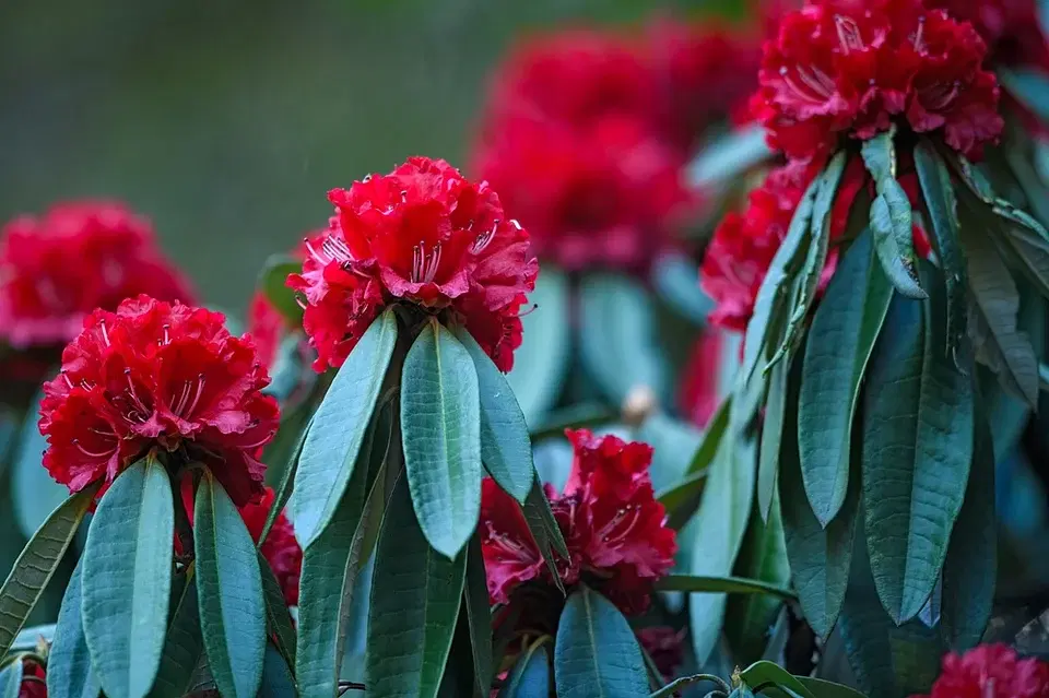 April Escapes: Where To See Stunning Rhododendron Blooms In India