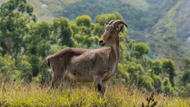 Where Can You Spot Nilgiri Tahr In The Wild? This Kerala National Park Just Reopened
