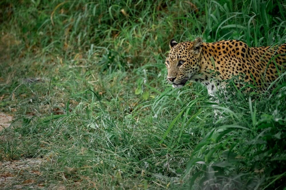 Nahargarh Biological Park In Rajasthan Sees Massive Tourist Boom With Lion And Tiger Safaris Thrilling Visitors