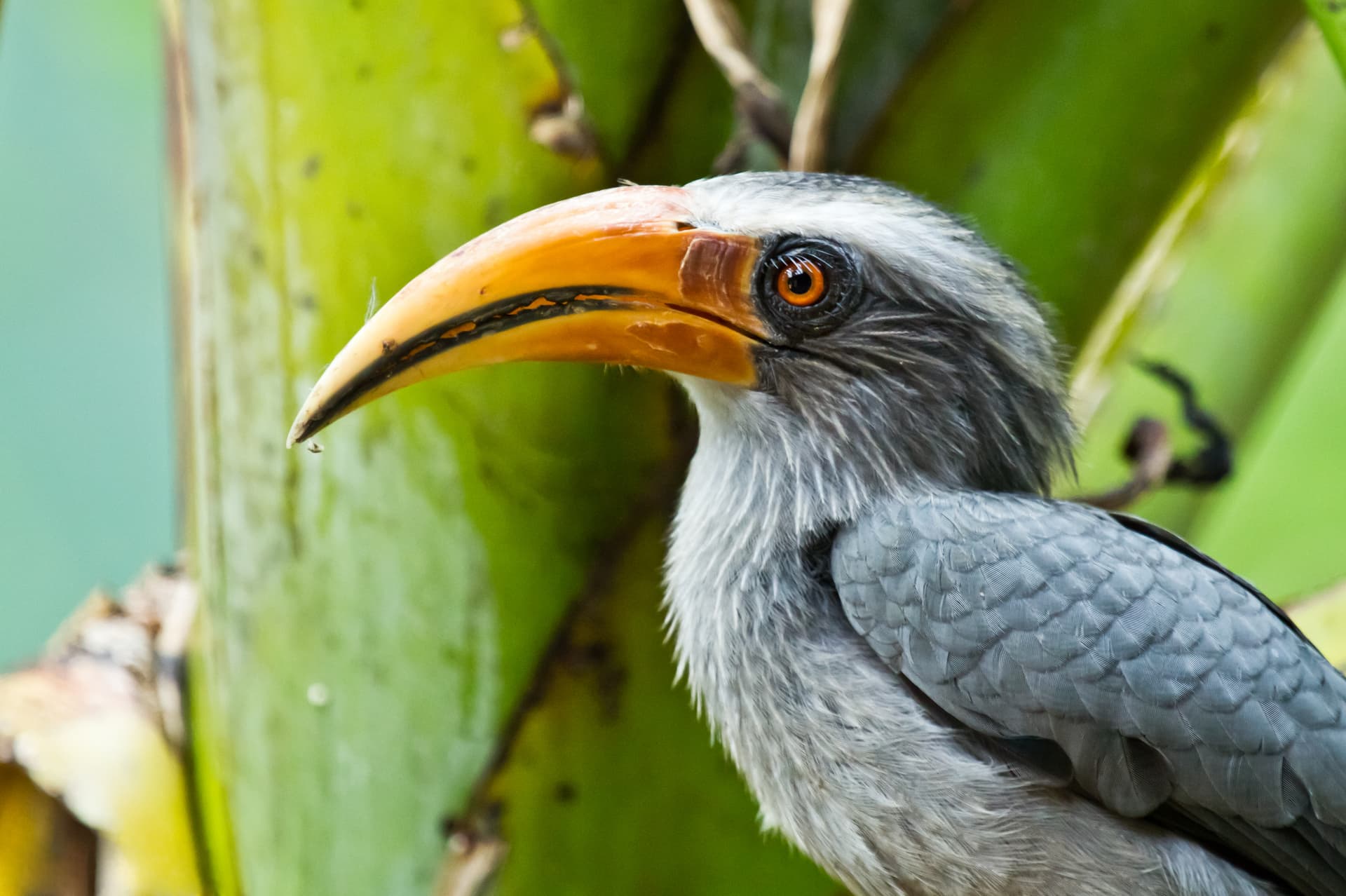 Western Ghats Biodiversity Boom: Vazhachal Survey Adds 26 Species To Wildlife Checklist In Kerala
