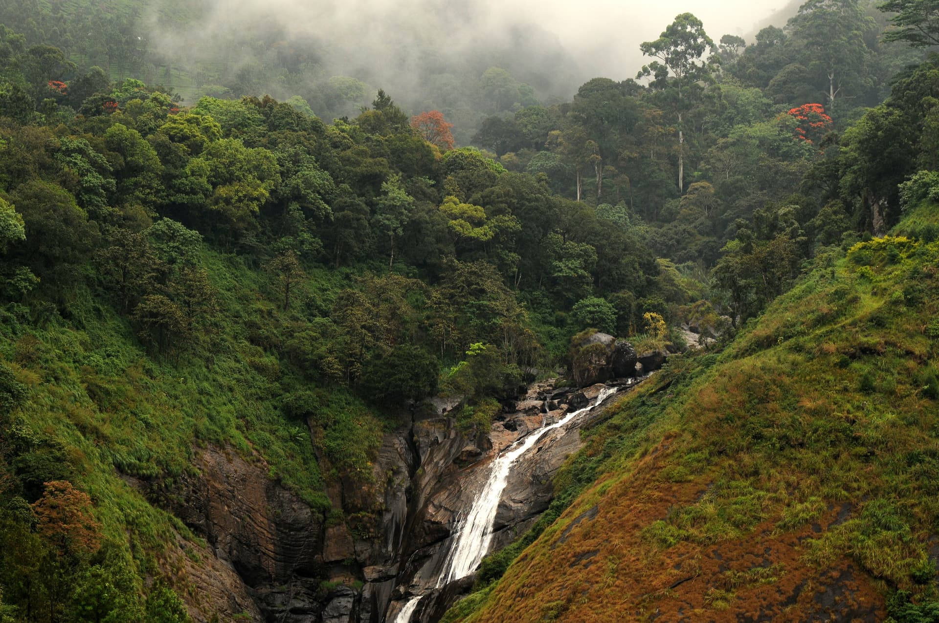 Kerala’s Eravikulam National Park Reopens After Breeding Season Closure