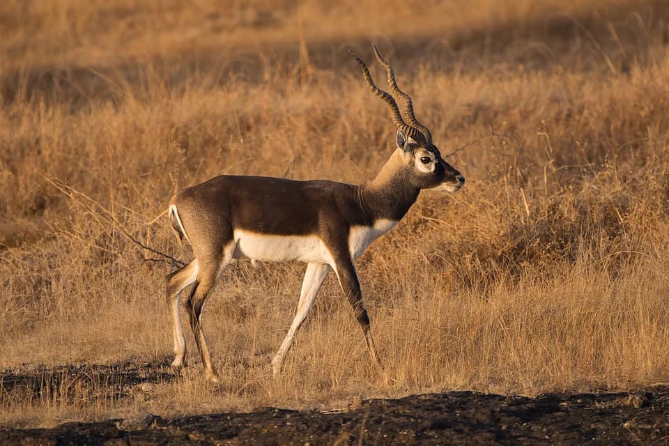 Rehekuri: Maharashtra’s Quiet Sanctuary For The Majestic Blackbuck