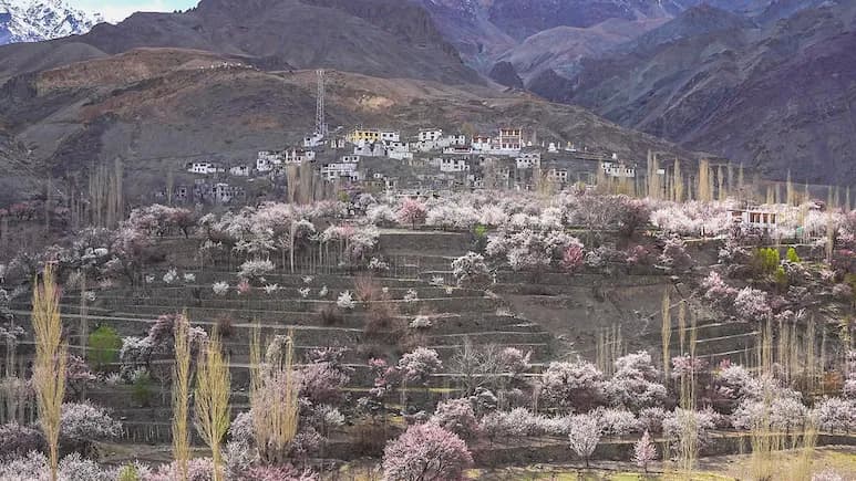 Why April Is The Ideal Time To Visit Ladakh When It Turns Pink With Apricot Blossom