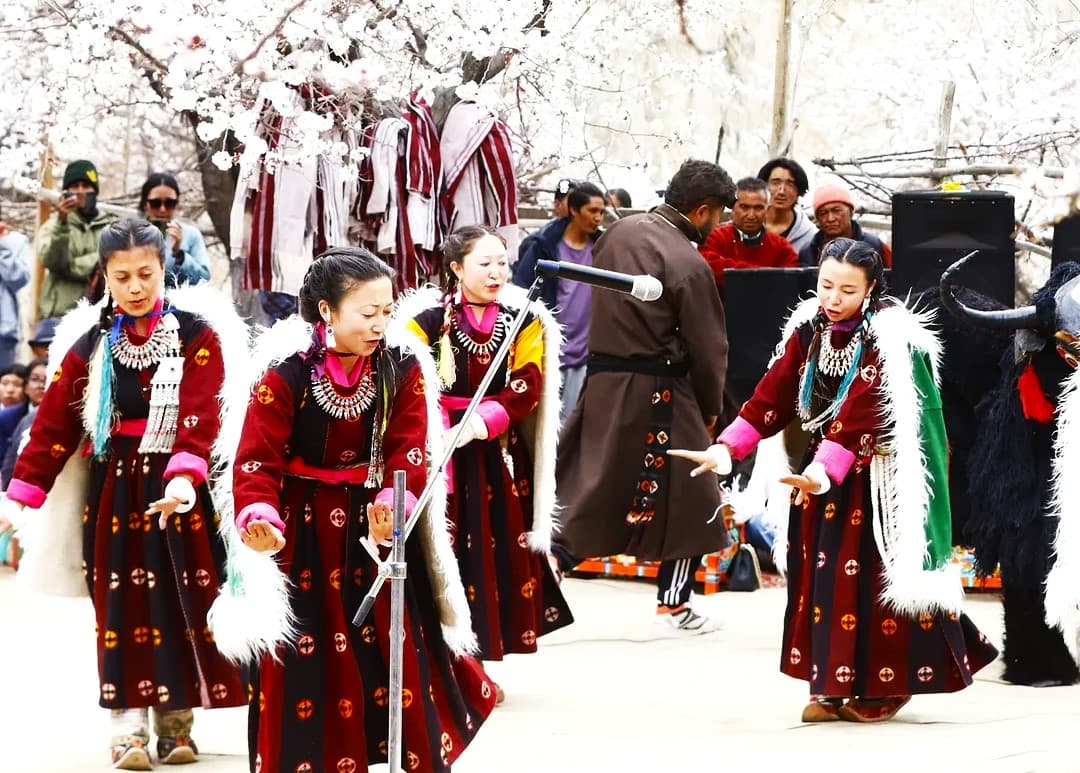 Ladakh’s Apricot Season 2026: A Festival Across Blooming Valleys