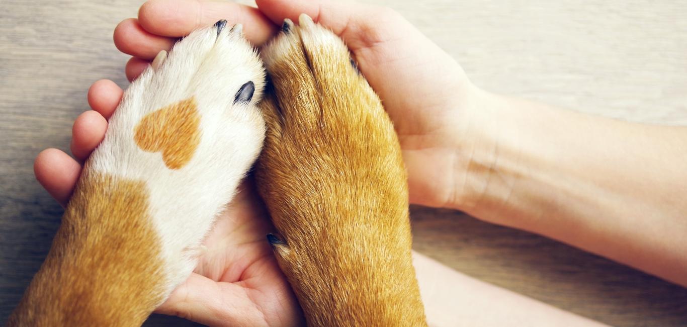 Pet-Friendly Luxury Stays For Your Summer Holidays