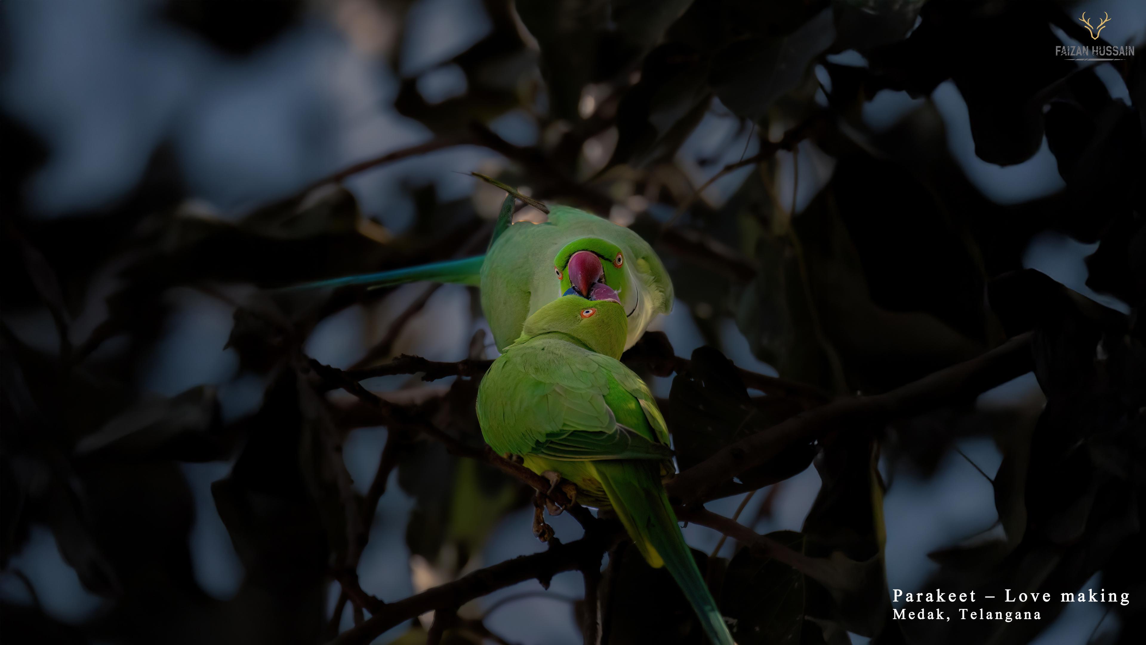 Telangana’s Wild Side: Forest Retreats, Tiger Trails, And Adventure Escapes You Didn’t Know Existed