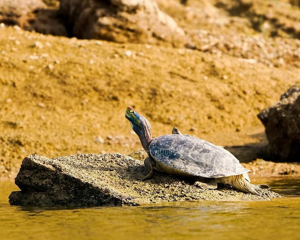 Vanishing from the Ganga: Why India’s Red-Crowned Roofed Turtle Is Fighting For Survival
