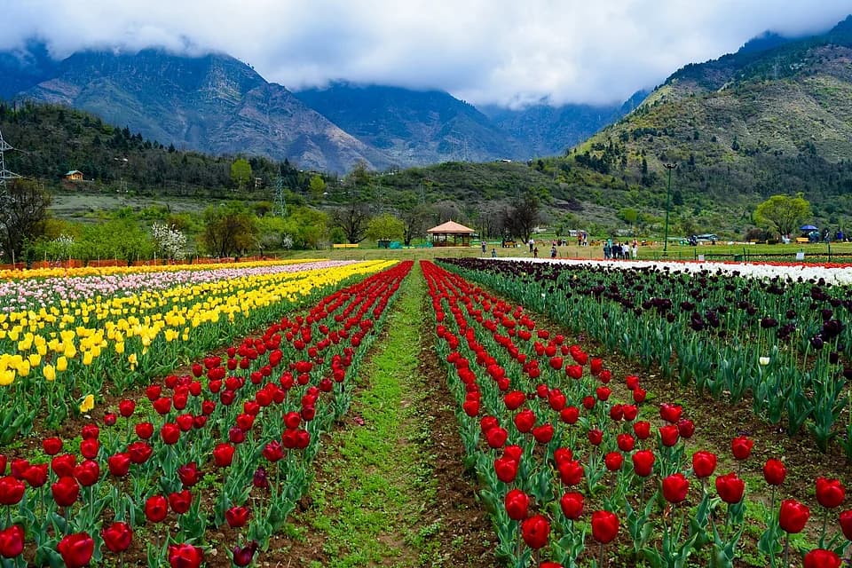 Tulip Festival Kicks Off Early, Signals Start Of Kashmir’s Spring Tourism Season