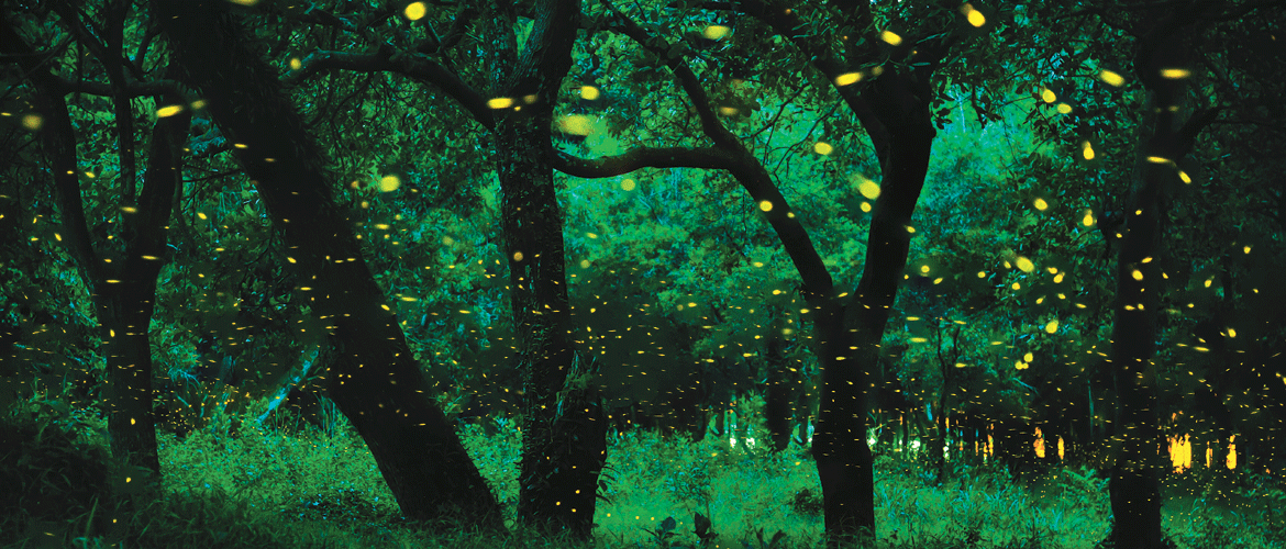 India’s Fireflies: First Comprehensive Checklist Reveals 92 Species