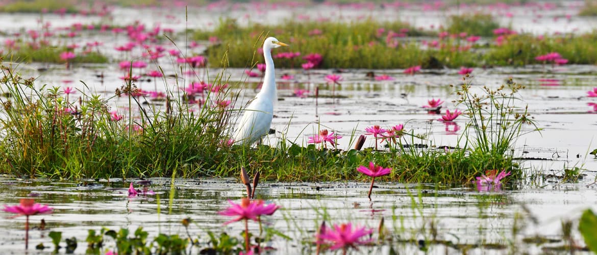 Earth Day Special: How Polluted Lakes In India Are Being Reclaimed As Public Spaces