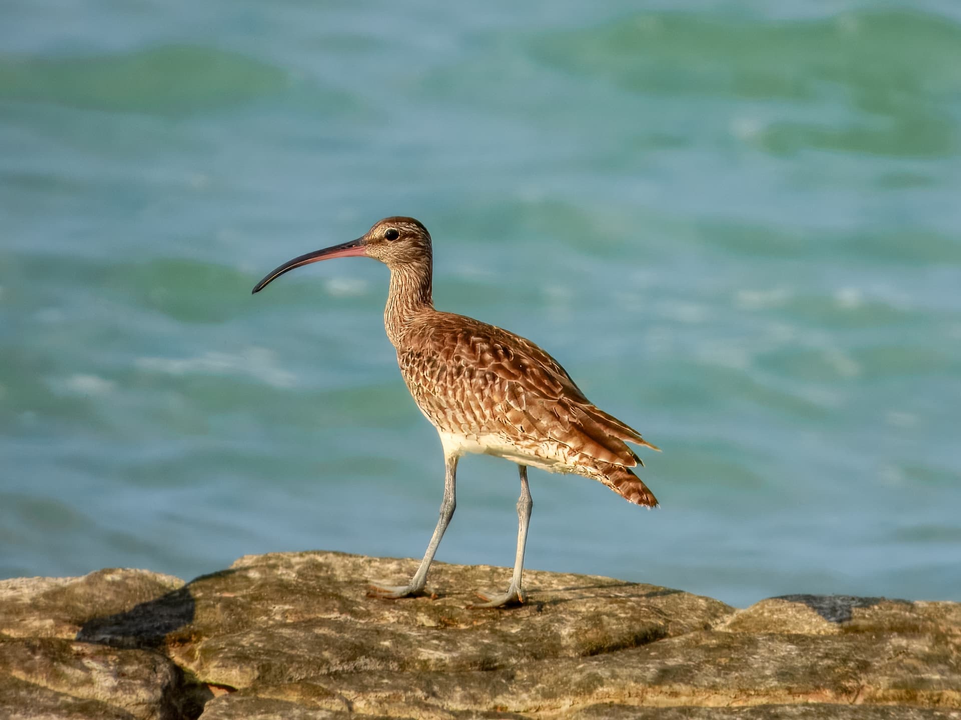 8 Stunning Migratory Birds You Must Spot In India This Winter