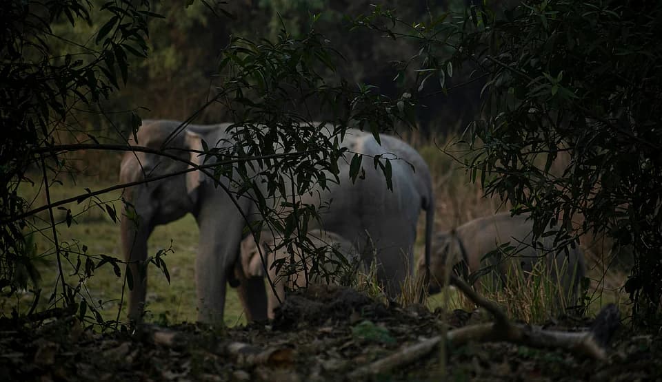 5 National Parks Within 300 Km Of Delhi For The Perfect Nature Break